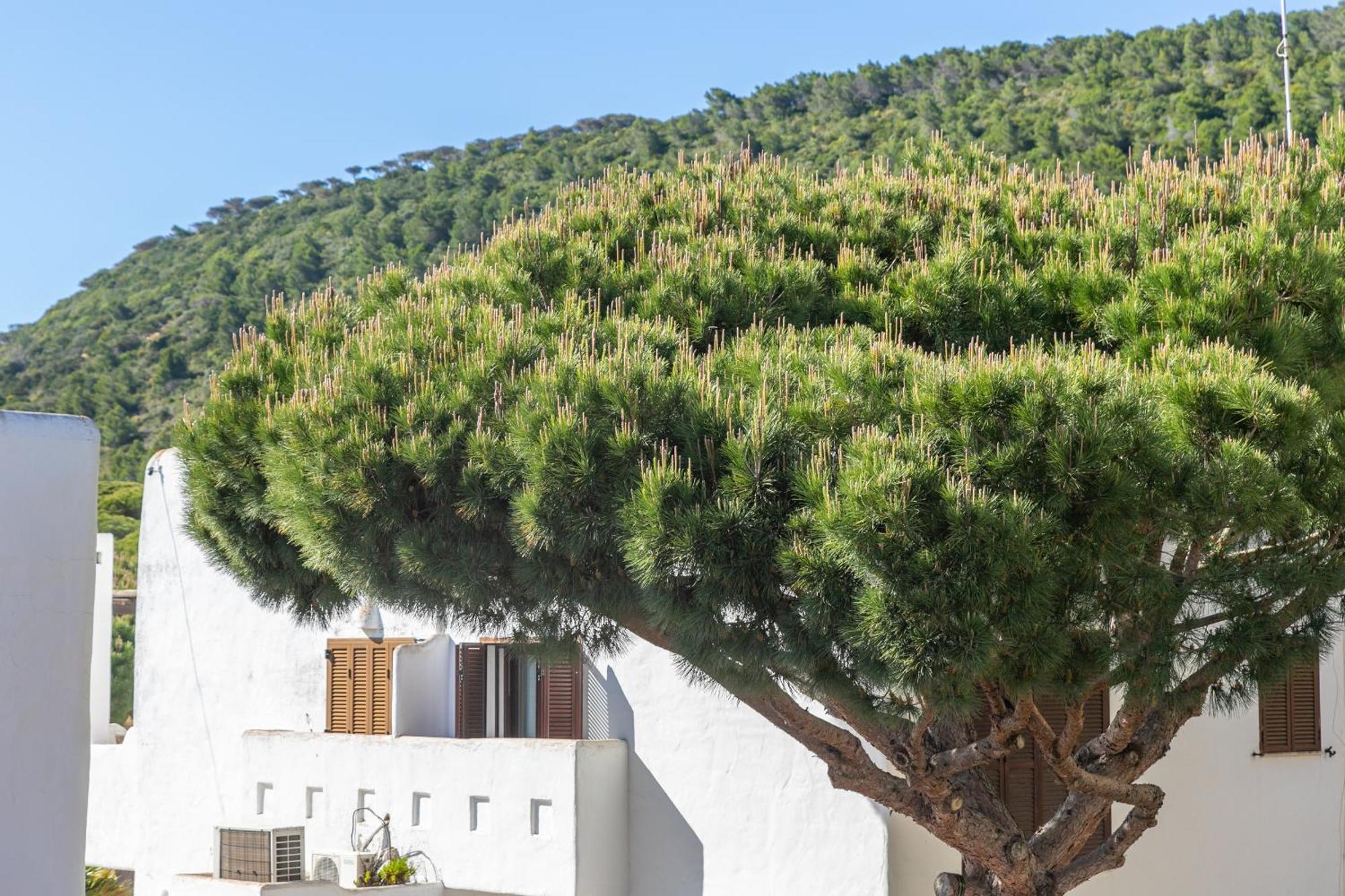 Adosado Nuevo Con Piscina, Playa, Garaje Y Jardin Los Canos De Meca Exterior photo